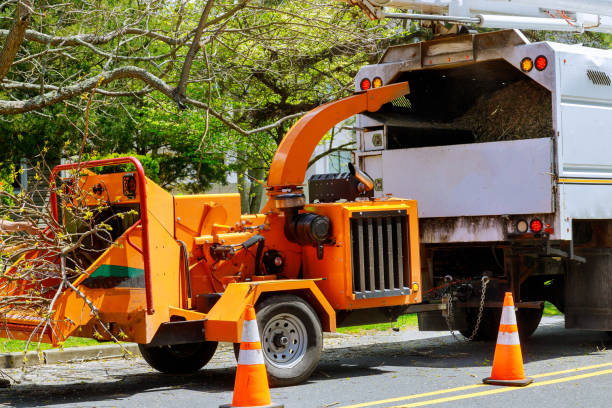 Best Fruit Tree Pruning  in Port Jefferson Station, NY